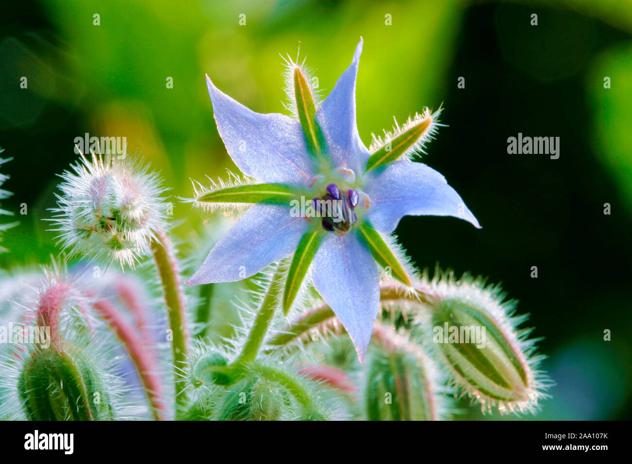 Bluete des Borretsch (Borago officinalis) / blossom of the borage (Borago officinalis) Stock Photo
