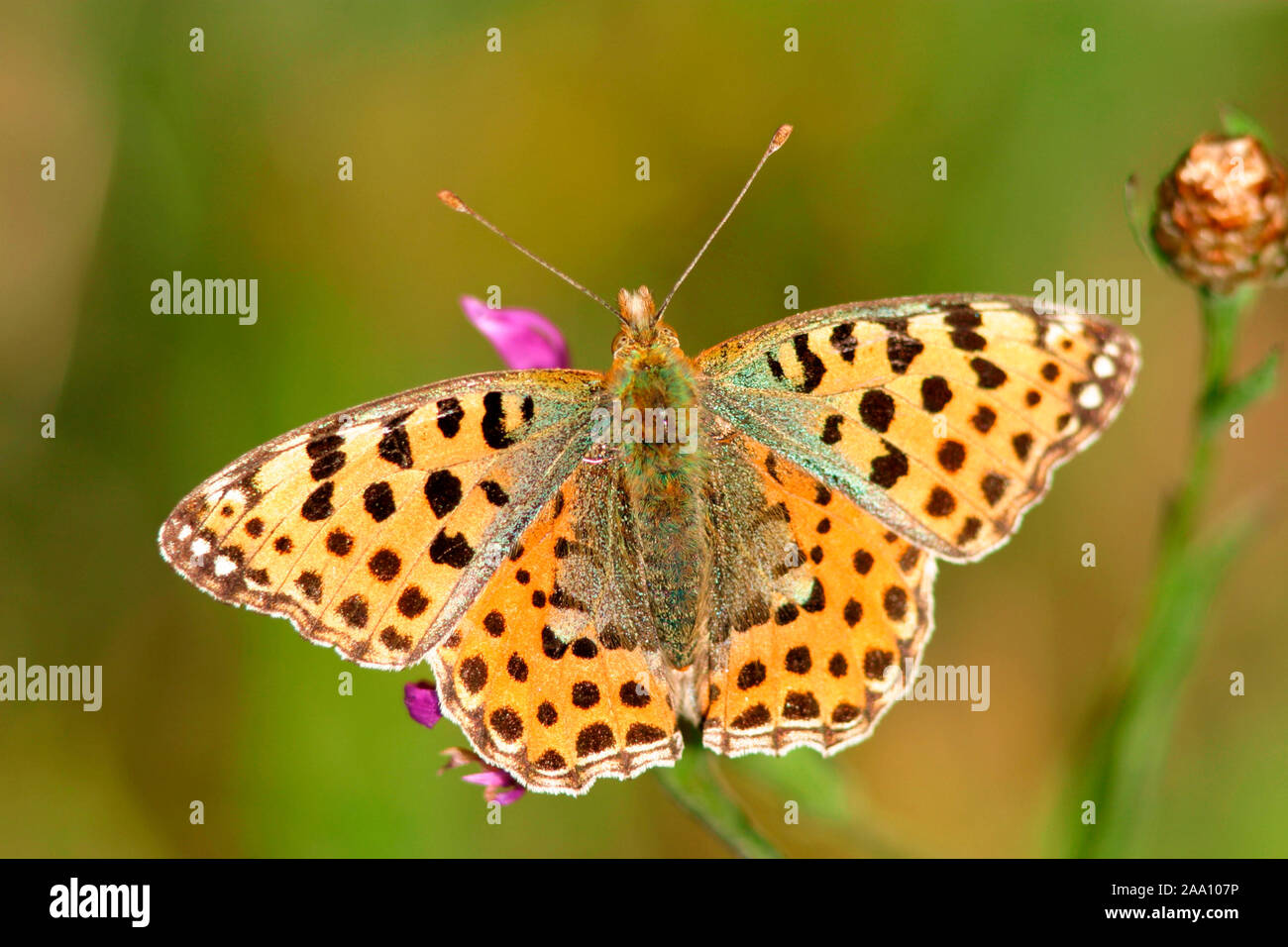 Kleiner Perlmutterfalter (Issoria lathonia) / butterfly (Issoria lathonia) Stock Photo