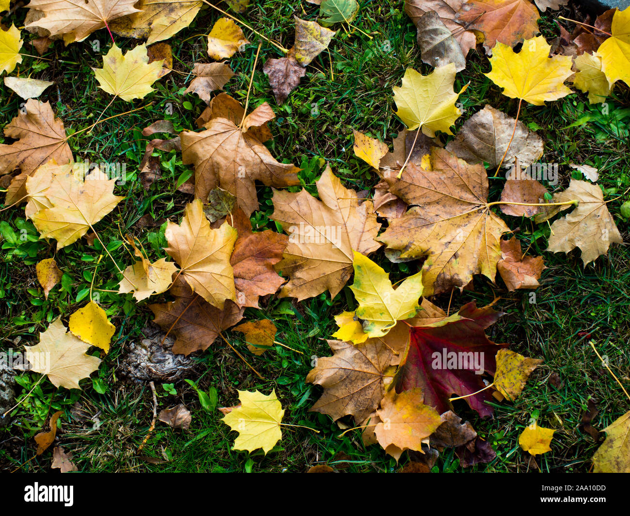 colored autumnal leaves fallen on the grass - autumn background Stock Photo