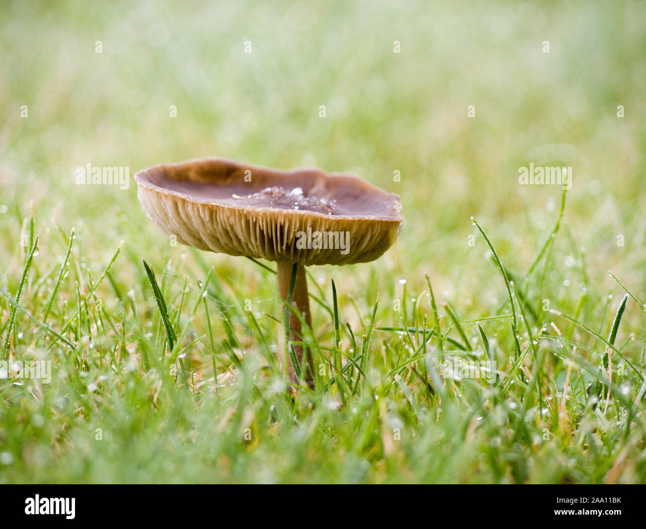 Fairy Ring mushroom (Marasmius oreades), Northamptonshire, UK Stock Photo