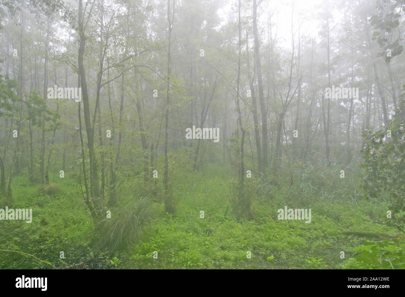 Bruchwald an einem regnerischen, nebligen Tag / Forest on a rainy, foggy day Stock Photo