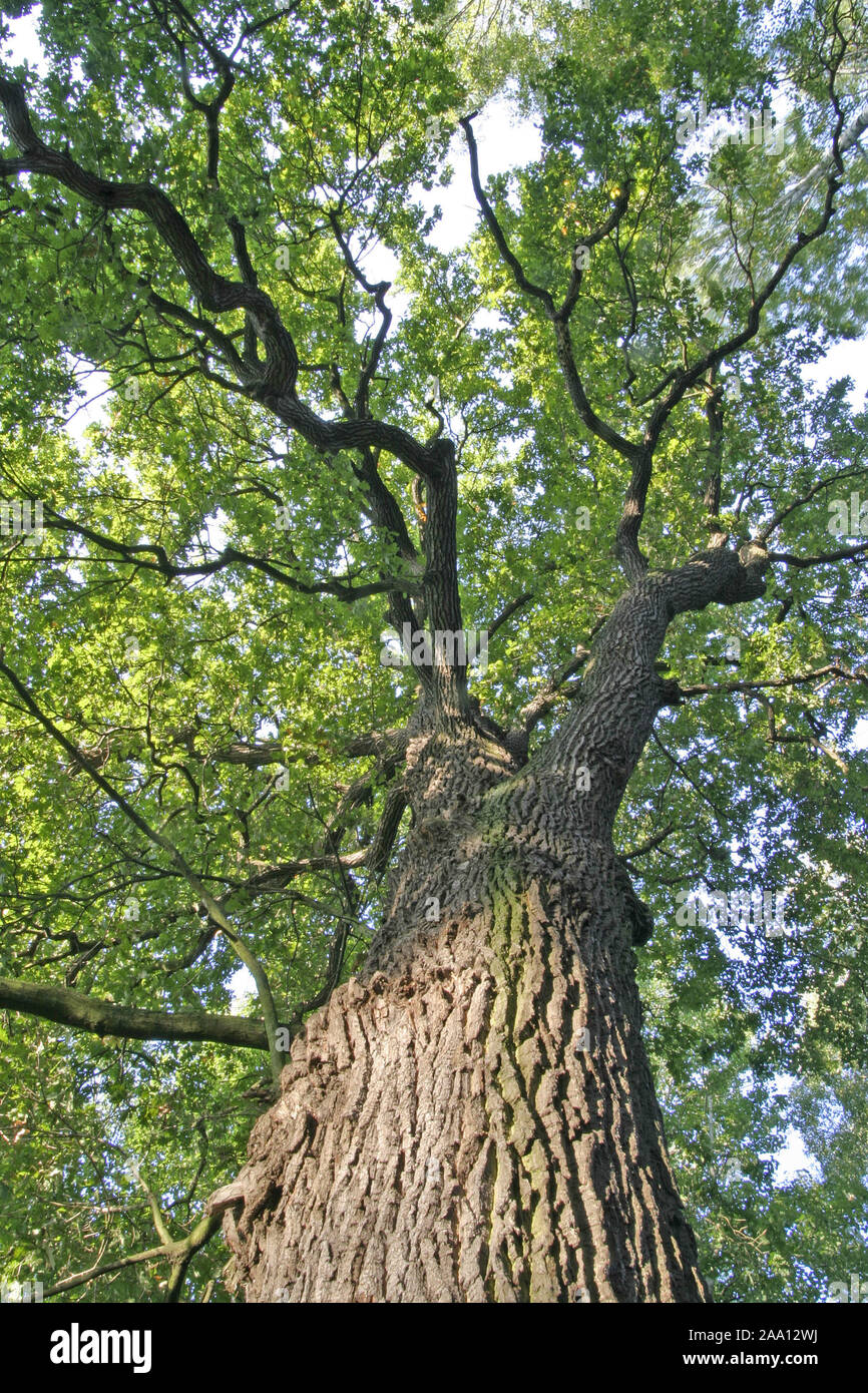 Alter Eichenbaum von unten fotografiert / Old oak tree at the worm's-eye view Stock Photo