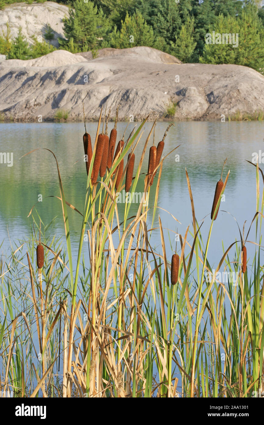 Schilf im teich hires stock photography and images Alamy