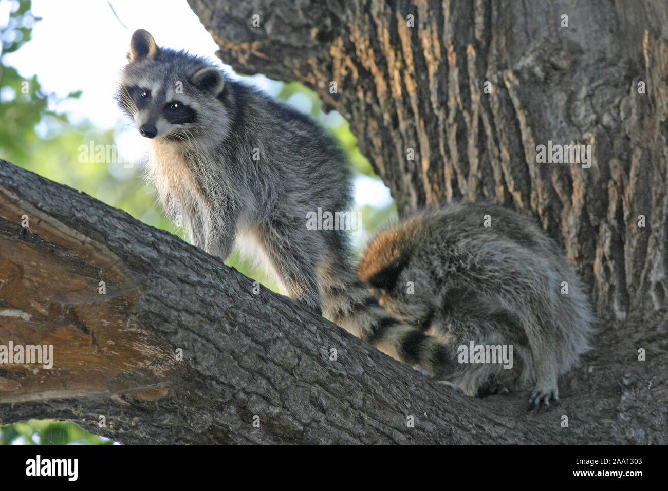 Waschbär im Abendlicht auf einer alten Eiche / Raccoon in the evening light sitting on a old oak tree Stock Photo