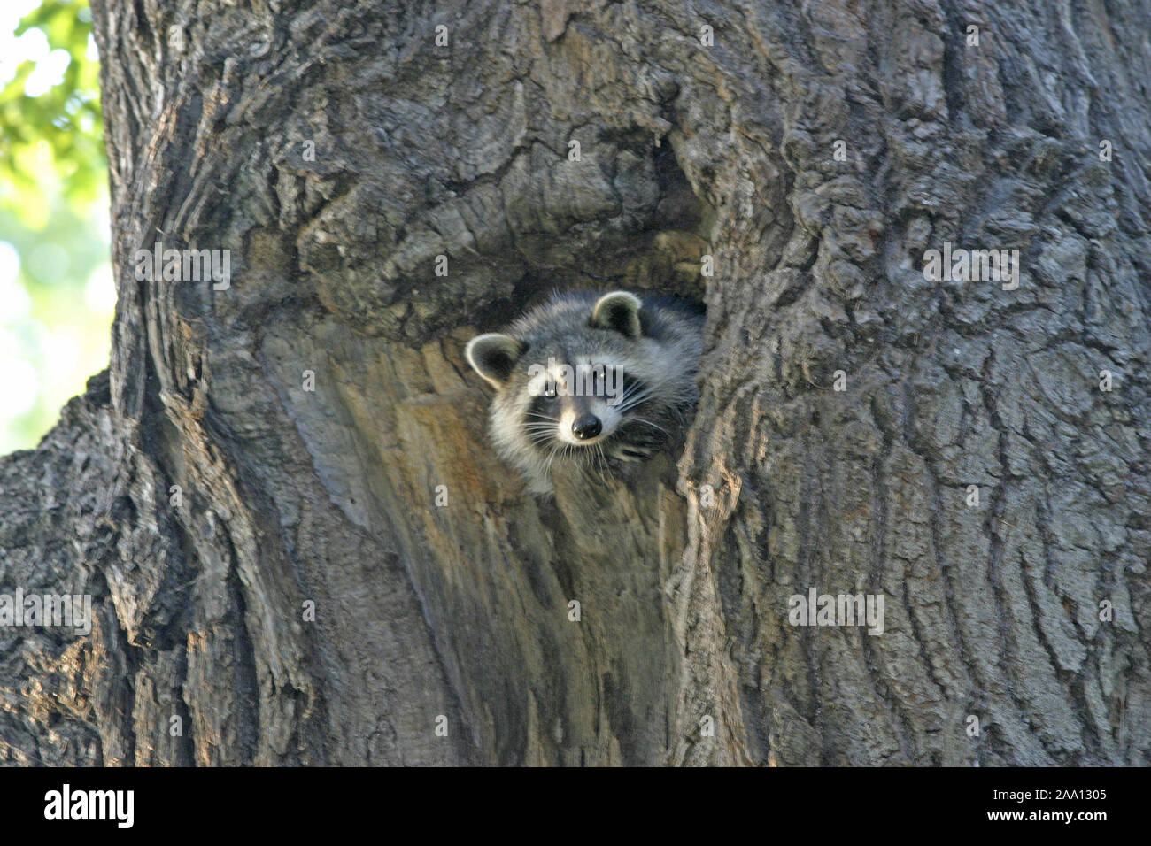 Waschbär schaut aus seiner Baumhöhle in einer alten Eiche / Raccoon is looking out of his tree cave in a old oak tree Stock Photo