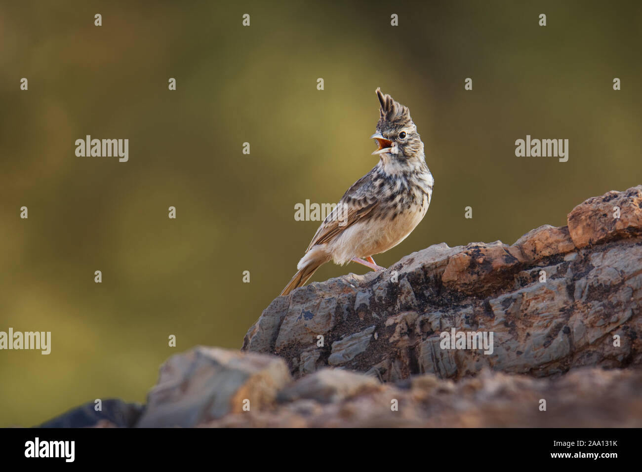 Thekla Lark - Galerida theklae breeds on the Iberian Peninsula, northern Africa, sub-Saharan Africa from Senegal to Somalia, sedentary (non-migratory) Stock Photo