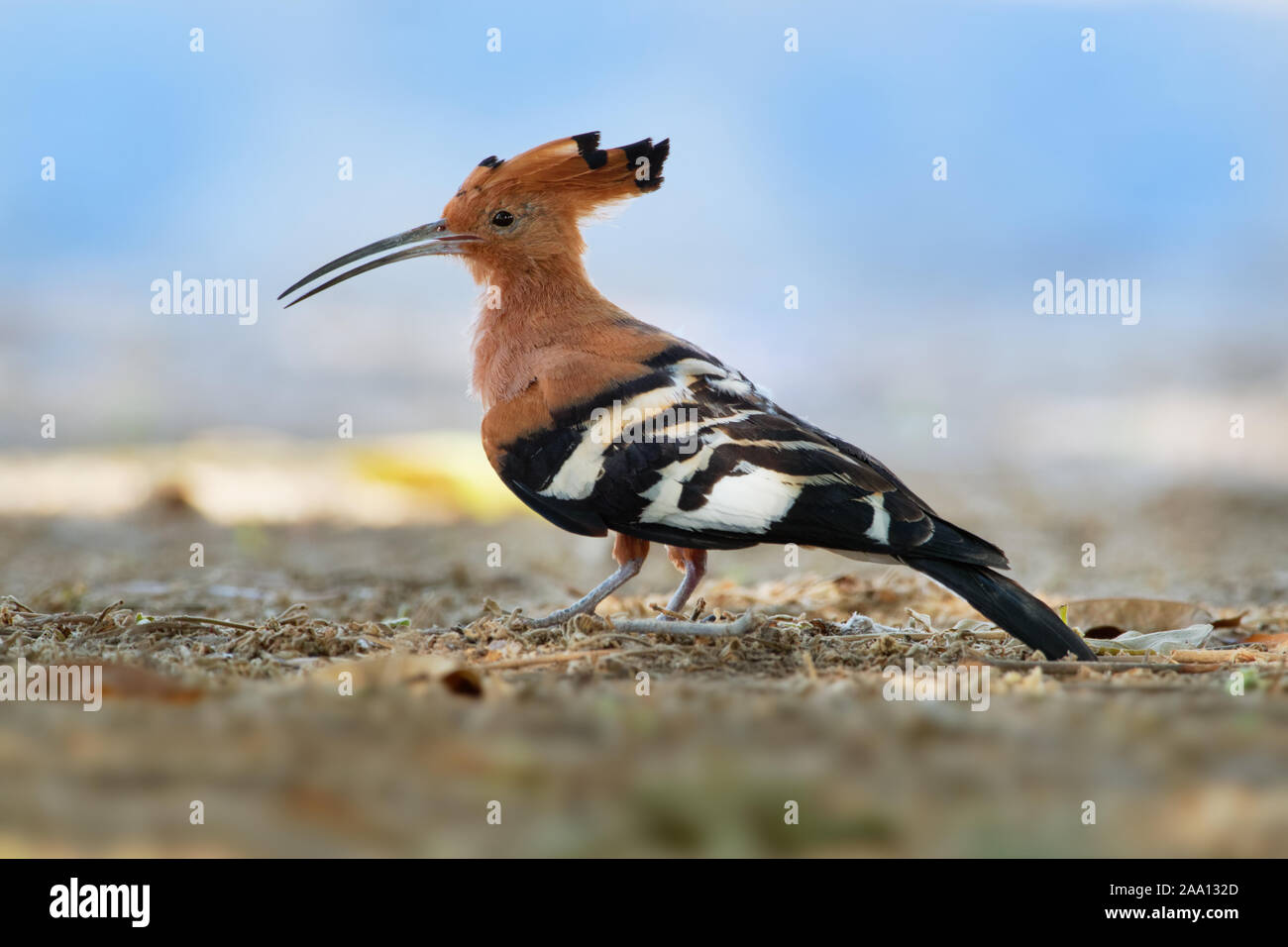 African hoopoe - Upupa africana  species of hoopoe family Upupidae, previously considered as a subspecies (Upupa epops africana), big crest and darker Stock Photo