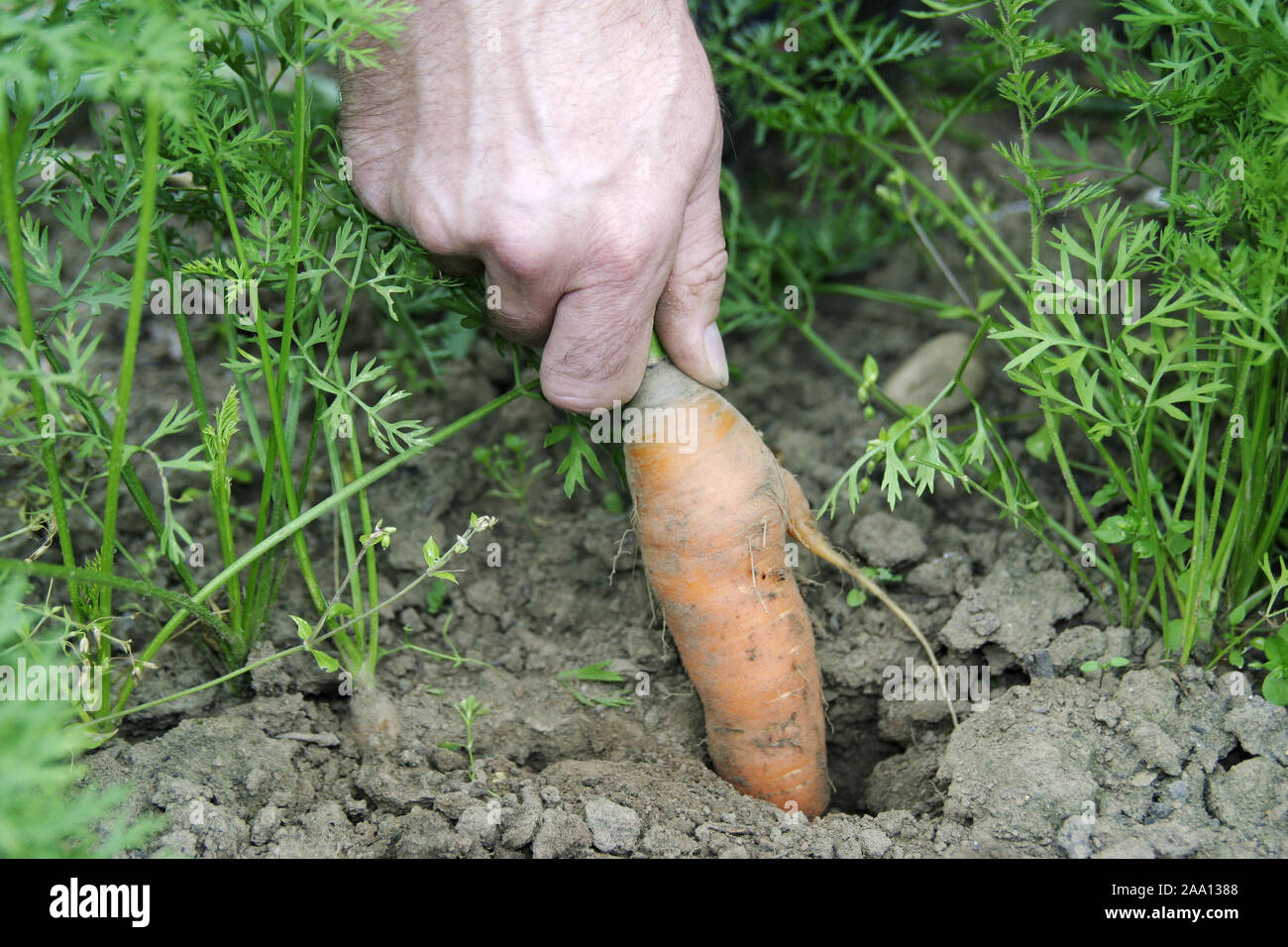 Karottenernte, eine Hand zieht eine Karotte aus der Erde / Harvest of a carrot, a hand is pulling a carrot out of the earth Stock Photo
