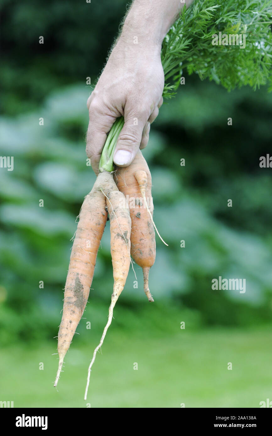 Frisch geerntete Karotten in einer Hand / Fresh harvested carrots in a hand Stock Photo