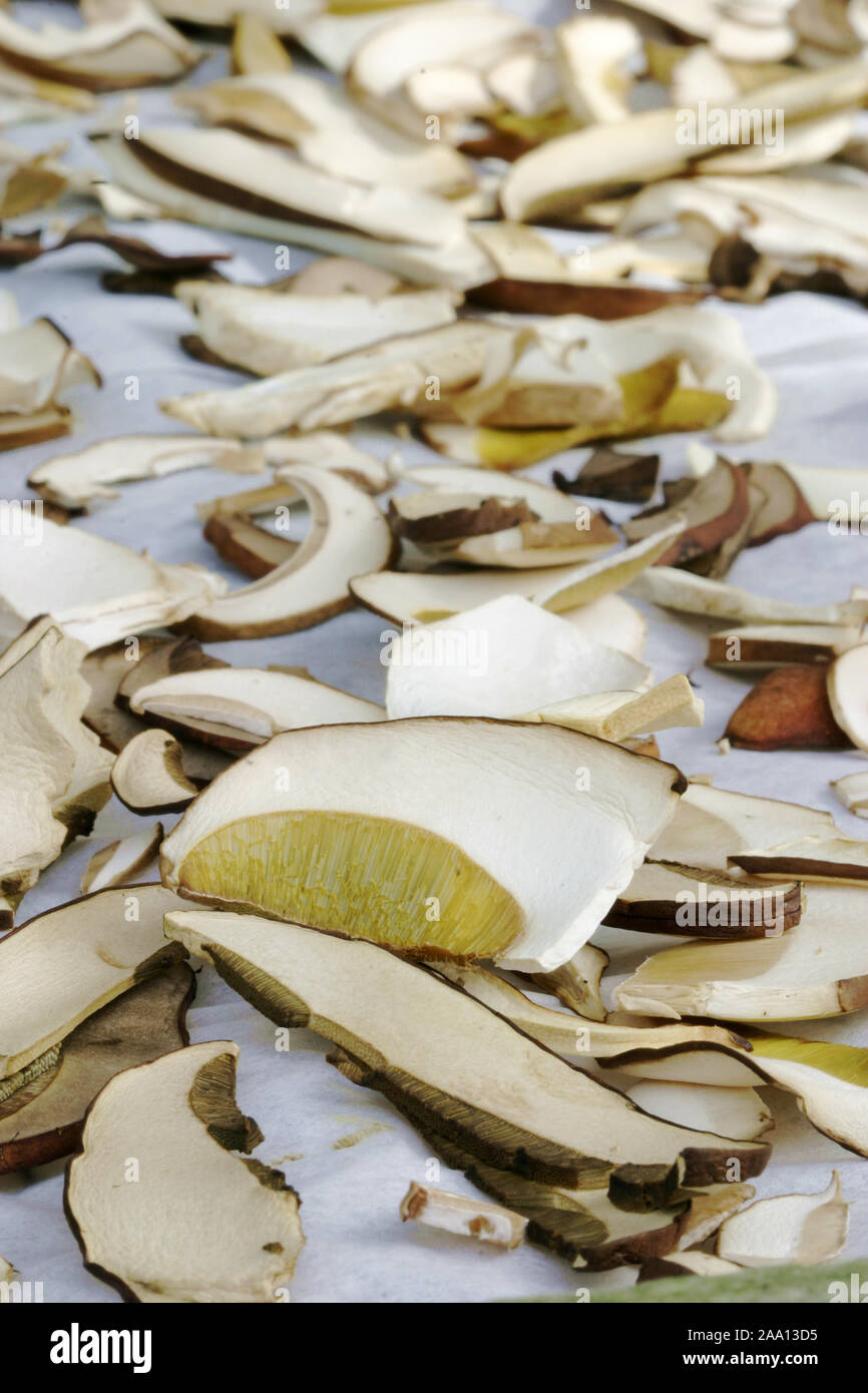 Speisepilze in Scheiben geschnitten und zum Trocknen ausgelegt / Sliced mushrooms are prepared for drying Stock Photo