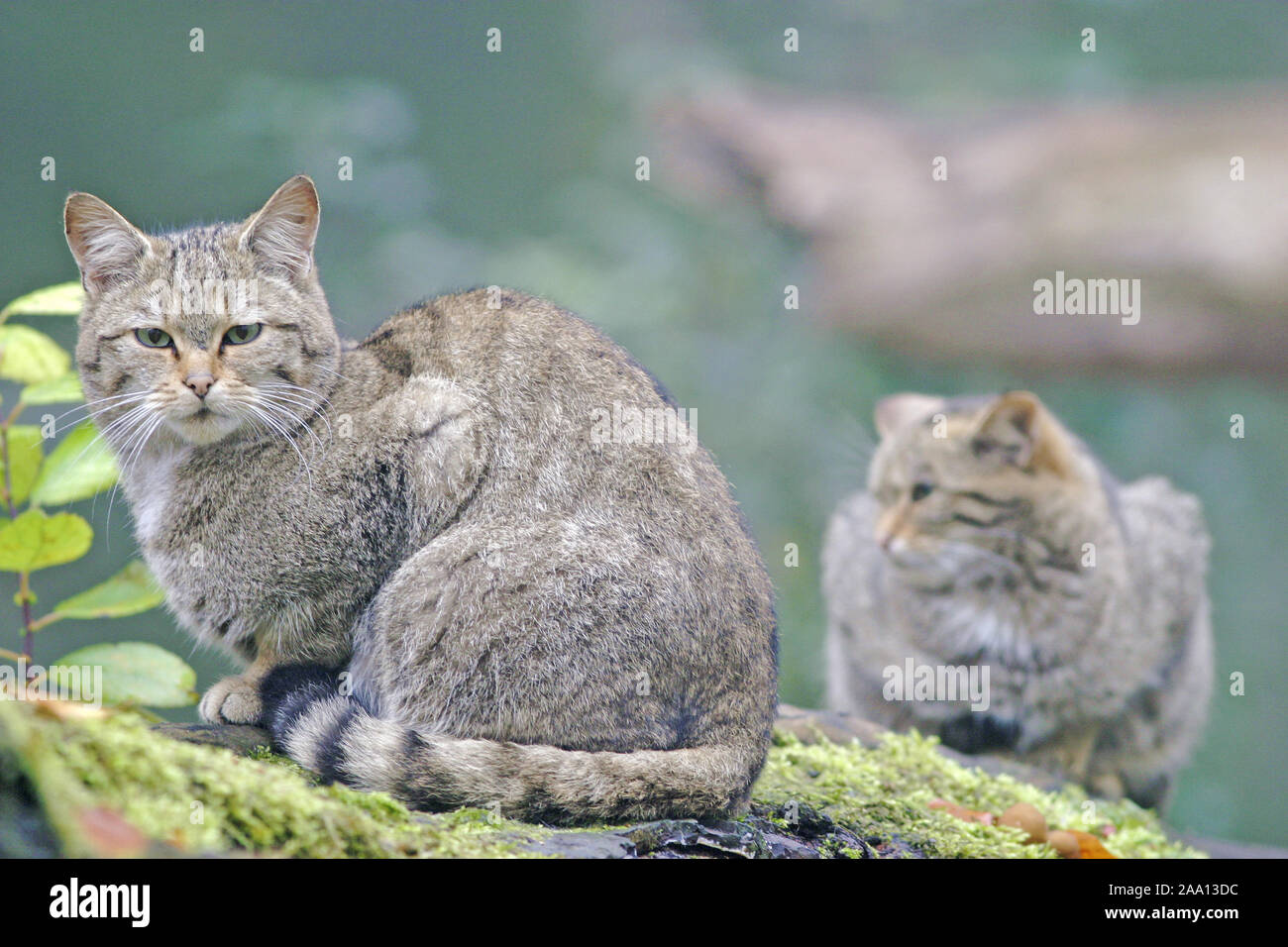 Zwei Wildkatzen (Felis silvestris) sitzen auf einem Baumstamm und blicken neugierig / Two wildcats (Felis silvestris) are sitting on a trunk, ovservin Stock Photo