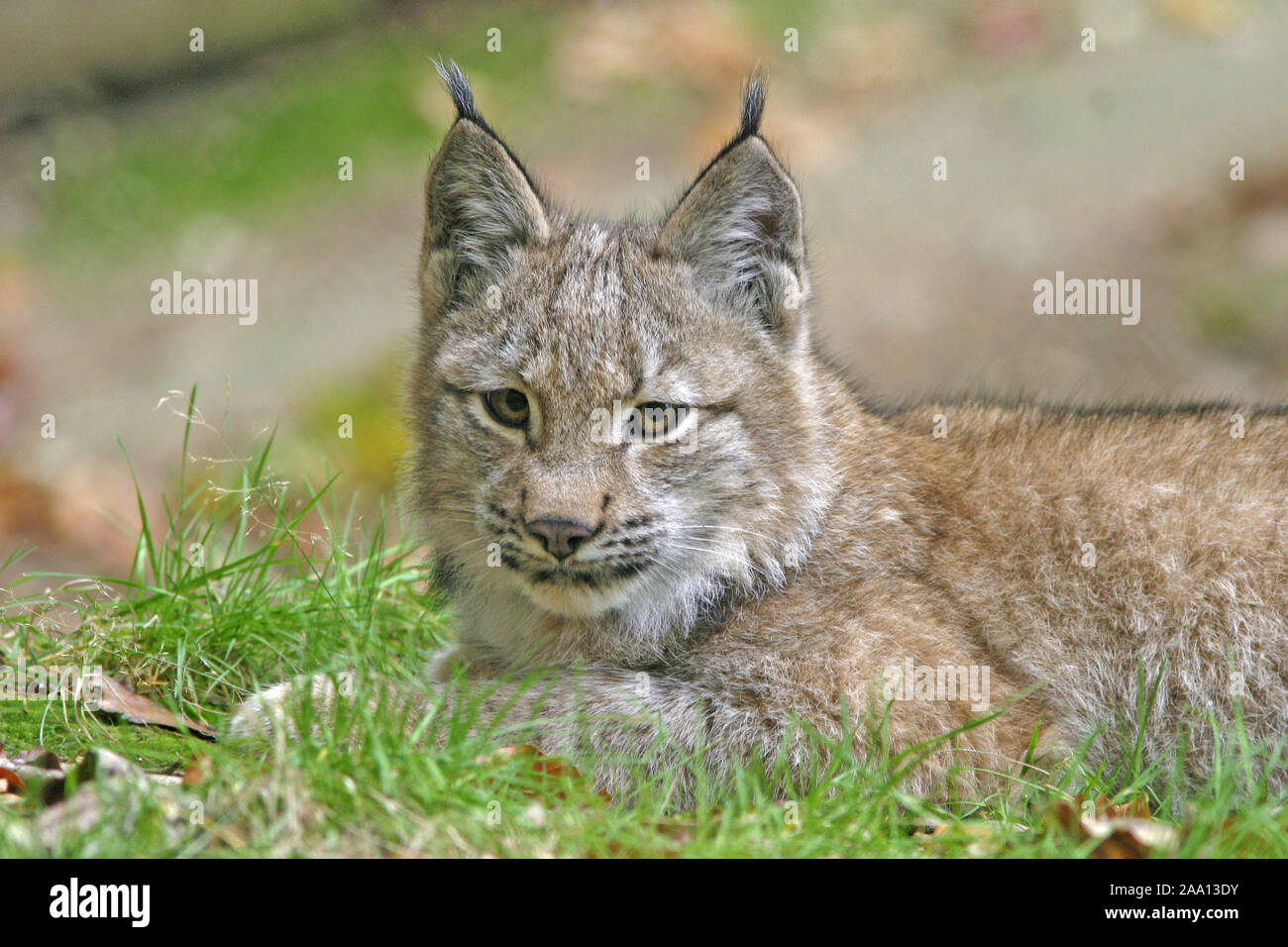 Junger Luchs (Lynx lynx) liegt im Gras, Tierpark Weilburg, Hessen, Deutschland / Jung lynx (Lynx lynx) is lieing in the gras, captive Stock Photo