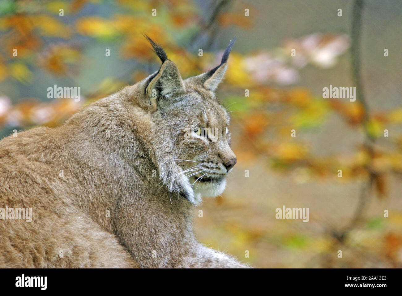 Eurasischer Luchs (Lynx lynx) liegt faul herum und genießt die Herbstsonne, Tierpark  Weilburg, Hessen, Germany / Lynx (Lynx lynx) is lieing lazy on th Stock  Photo - Alamy