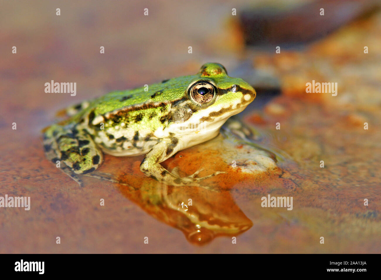 Grünfrosch sitzt in einer Pfütze / Green frog is sitinging in a puddle Stock Photo