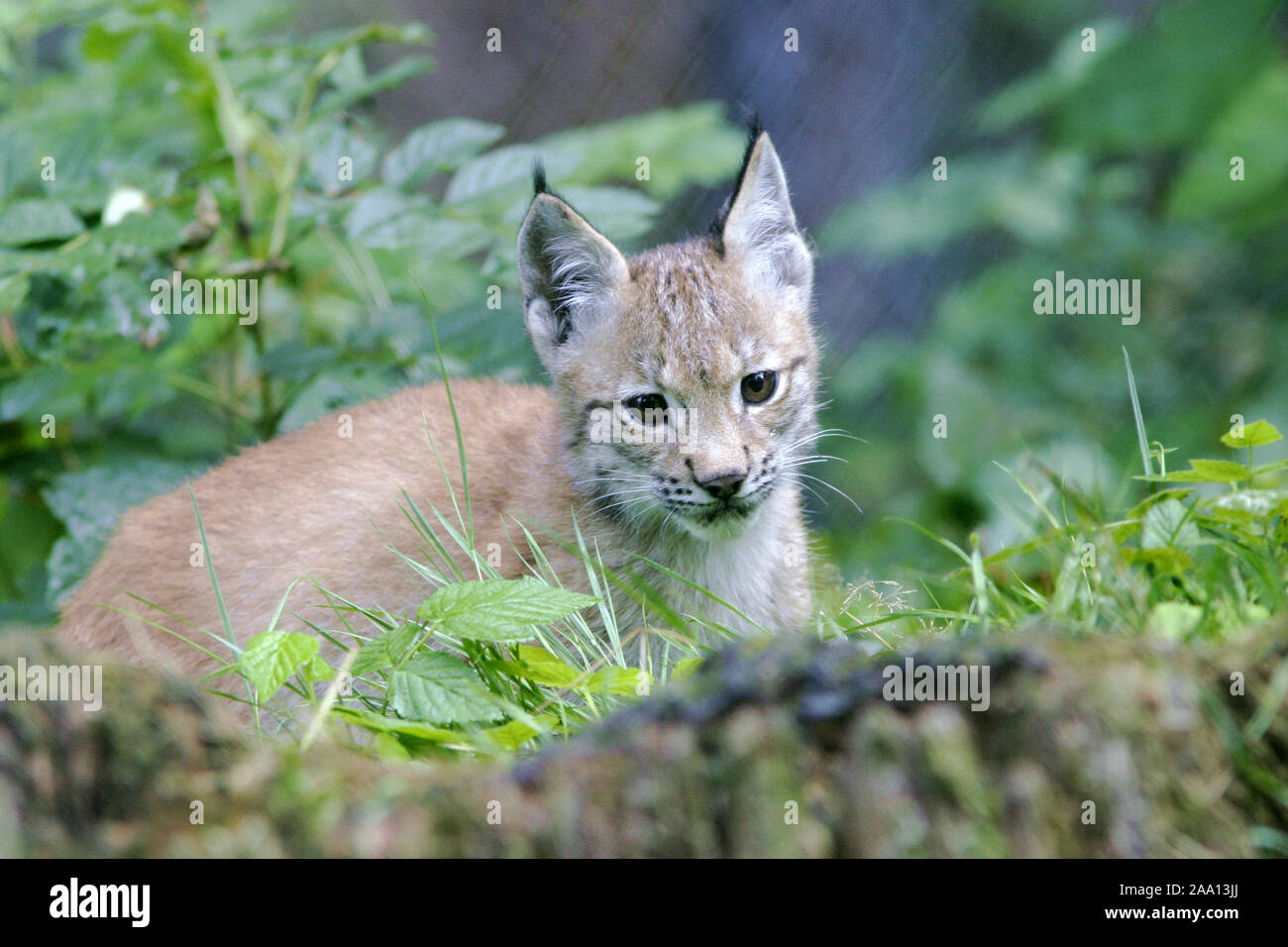 Junger Luchs (Lynx lynx) beobachtet die Umgebung, Tierpark Weilburg, Hessen, Deutschland / Jung lynx (Lynx lynx) is observing the environment, captive Stock Photo