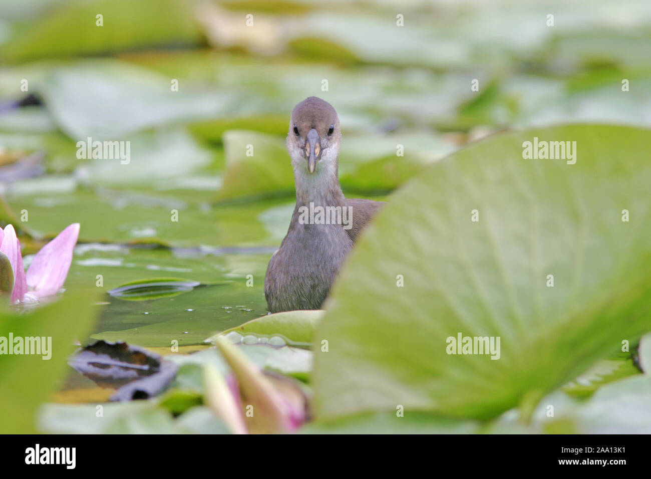 Junges Teichhuhn (Gallinula chloropus) schwimmt zwischen Seerosenblättern / Jung Moorhen (Gallinula chloropus) is swimming between water lilies Stock Photo