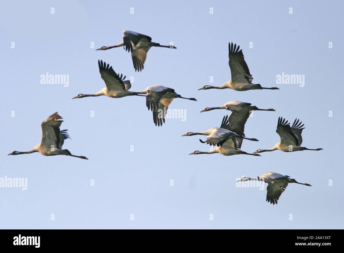 Fliegende Kraniche Grus Grus Flying Cranes Stock Photo Alamy