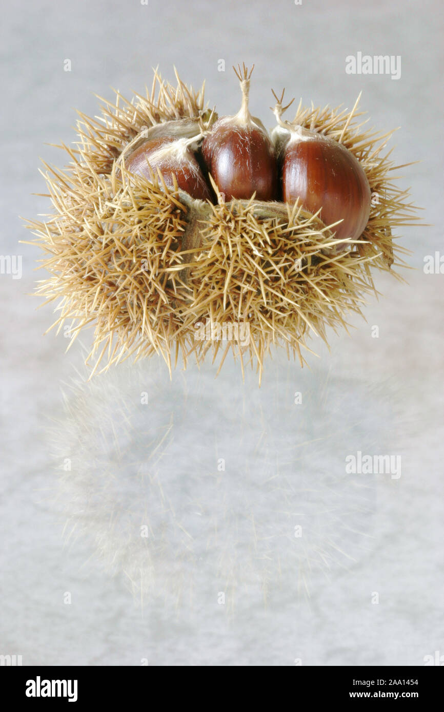 Maronen (Esskastanien) in der stacheligen Schale / Edible chestnuts in the  prickly peel Stock Photo - Alamy