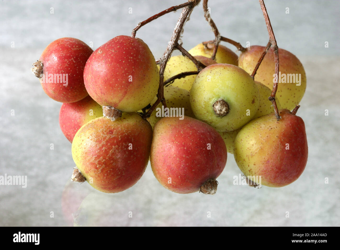 Speierlingsfrüchte (Sorbus domestica) / Fruits of the service tree (Sorbus domestica) Stock Photo
