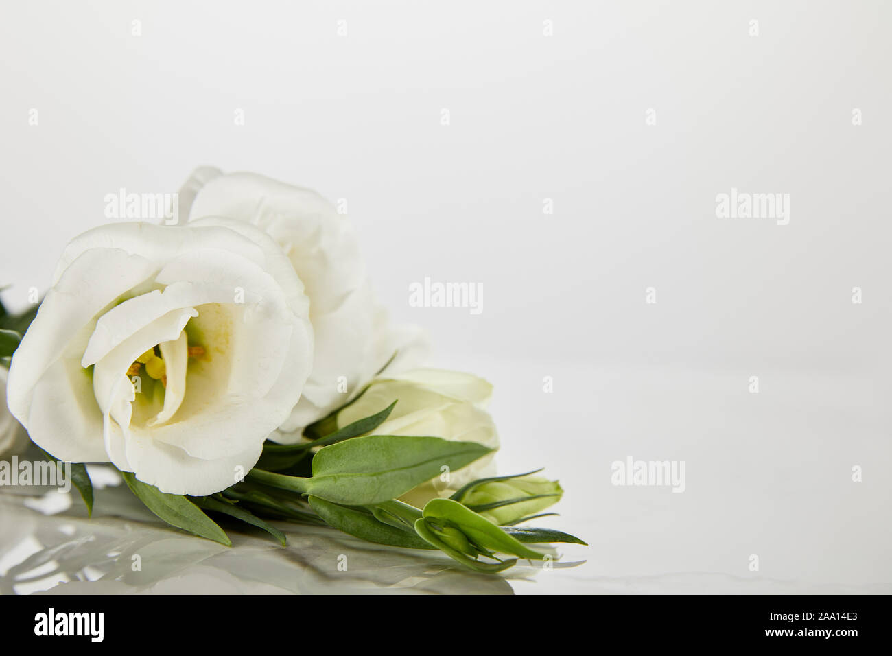 white blooming roses isolated on white with copy space Stock Photo - Alamy