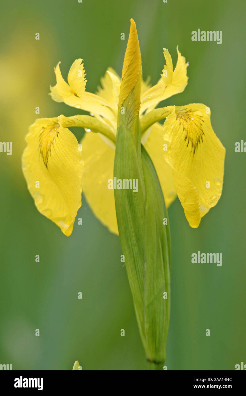 Sumpfschwertlilie (Iris pseudacorus) / Yellow Flag Iris (Iris pseudacorus) Stock Photo