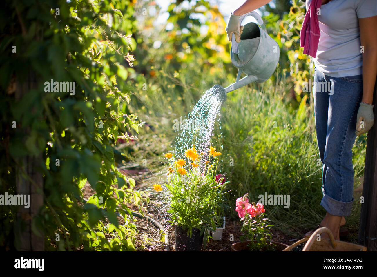 Woman watering her outdoor flower garden with a watering can Stock ...