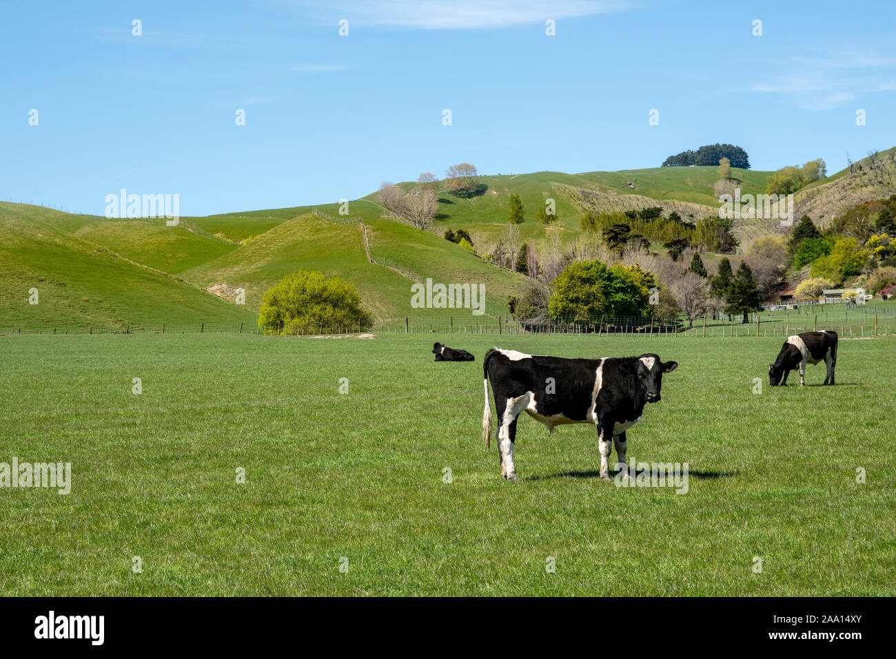 Black and white dairy cows cattle grazing on lush green grass in rural ...