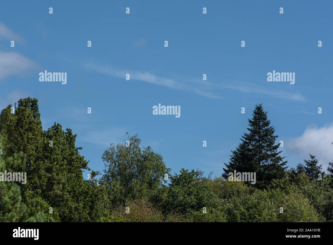 Trees with green leaves and blue sky at background Stock Photo - Alamy