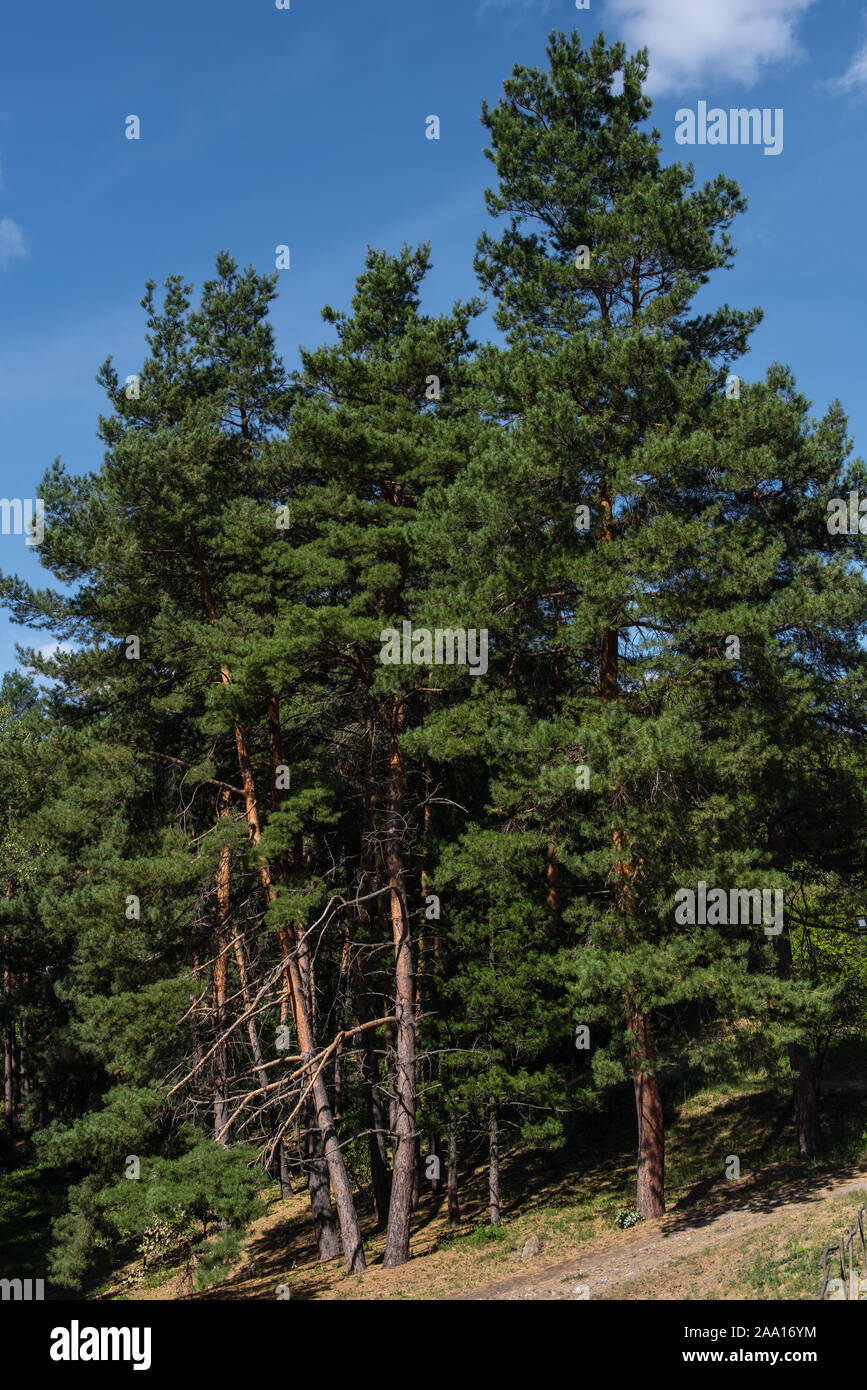 Evergreen trees in forest and blue sky at background Stock Photo - Alamy
