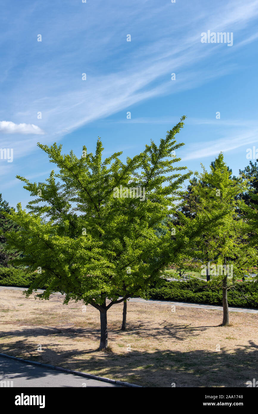 Evergreen trees with blue sky at background Stock Photo - Alamy