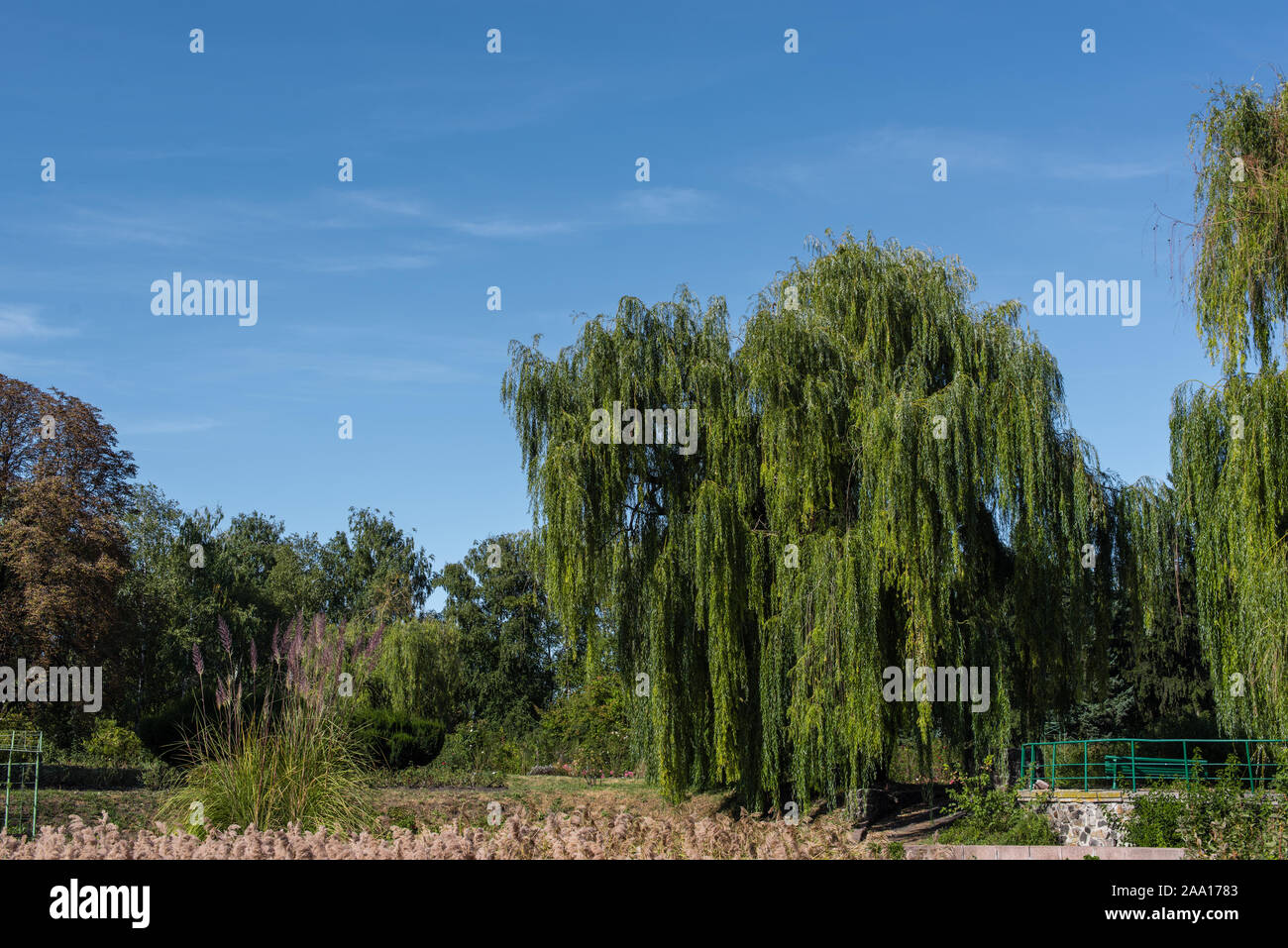 Trees with green leaves and bushes with blue sky at background Stock ...
