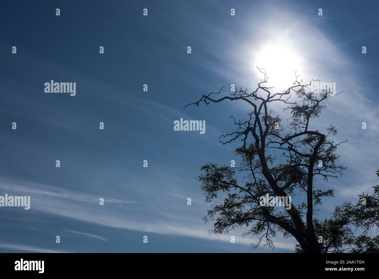 Tree with dry branches and blue sky with sun at background Stock Photo ...
