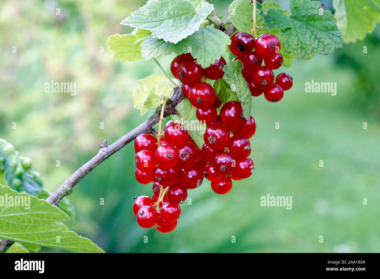 Rote Johannisbeeren am Strauch Stock Photo Alamy
