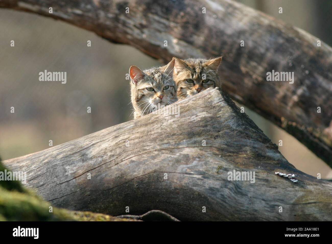 Zwei junge Wildkatzen (Felis sylvestris) / Two jung wild cats (Felis sylvestris) Stock Photo
