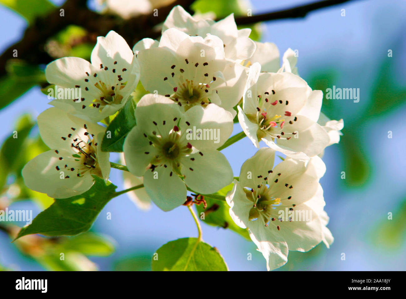 Blueten eines Birnbaumes / blossoms of a pear tree Stock Photo