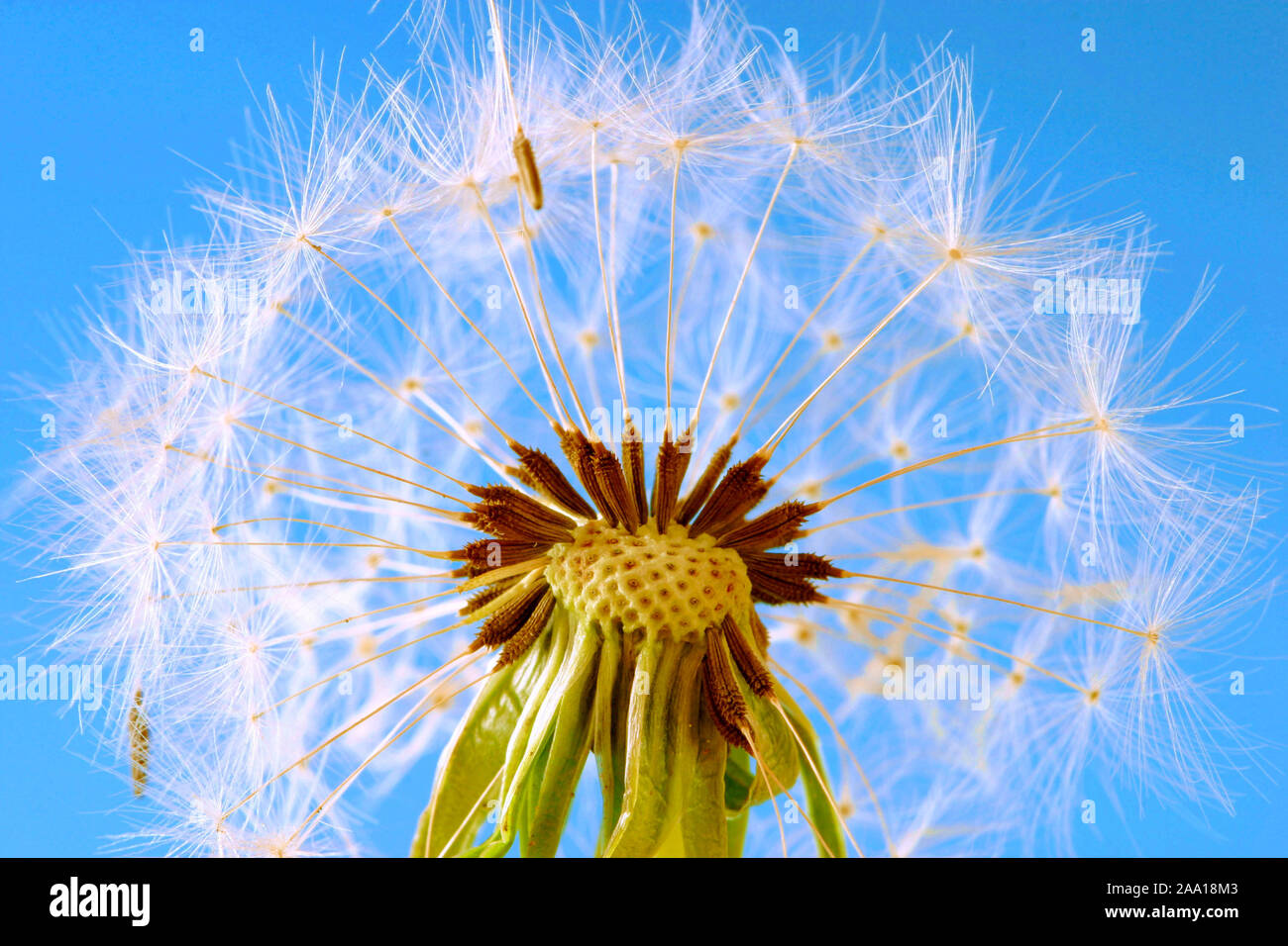 Samen des Loewenzahn, Pusteblume / seed of the dandelion, blowball Stock Photo