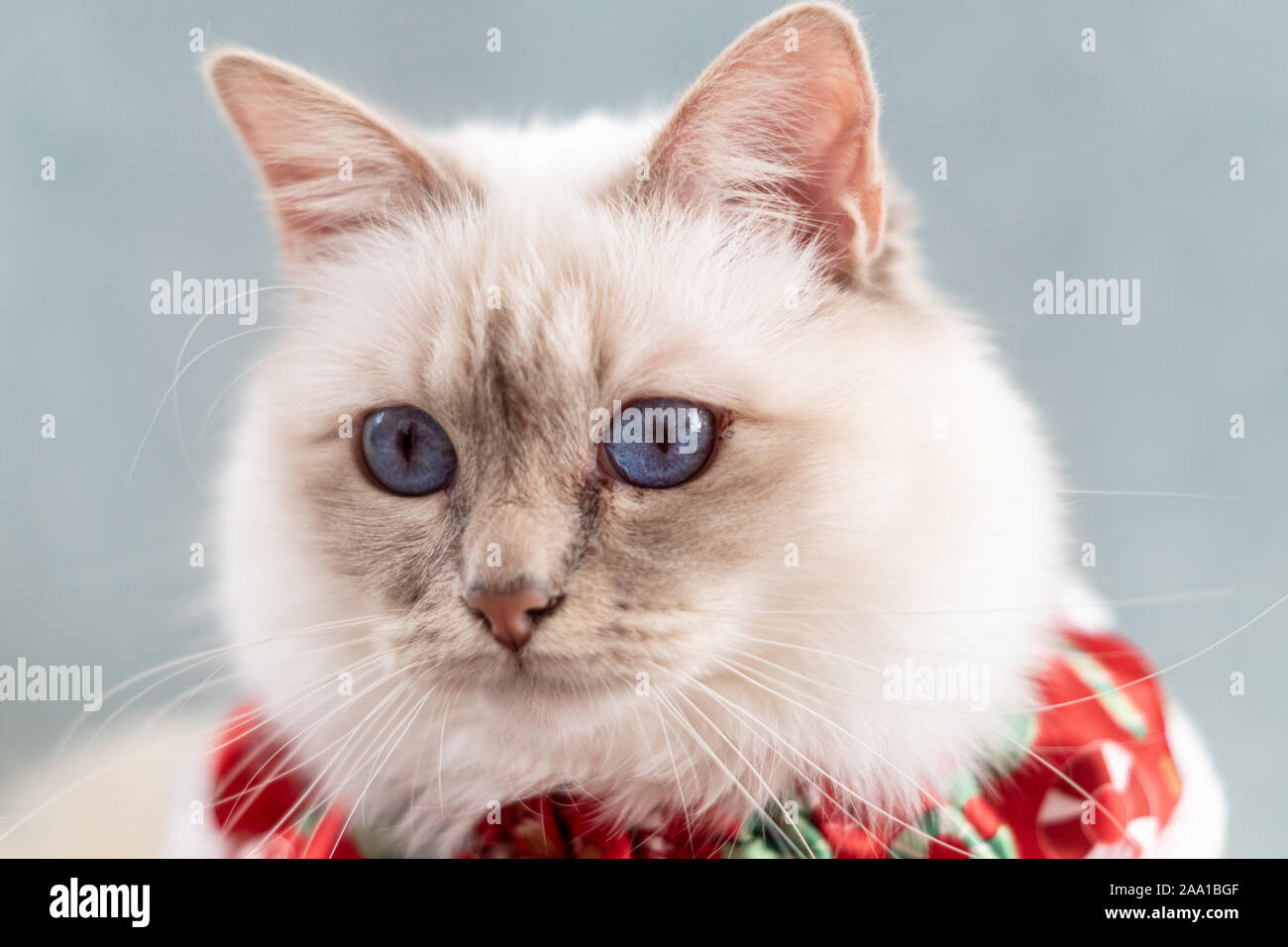 Blue eyed white sacred Birman cat with Christmas outfit Stock Photo