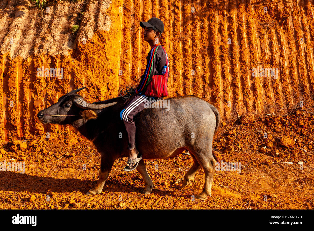 A Young Man Riding A Water Buffalo, Pindaya, Shan State, Myanmar. Stock Photo