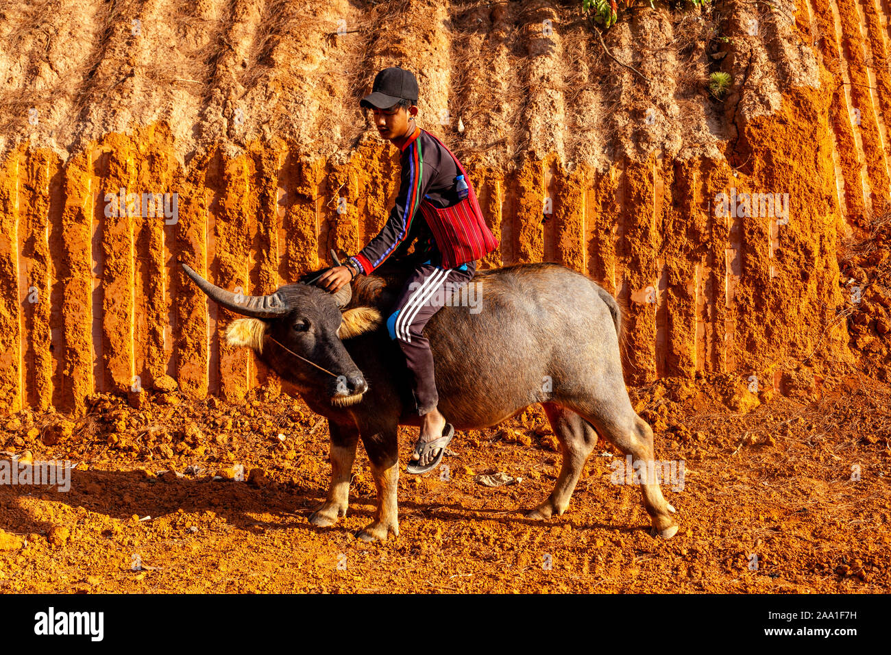 A Young Man Riding A Water Buffalo, Pindaya, Shan State, Myanmar Stock  Photo - Alamy