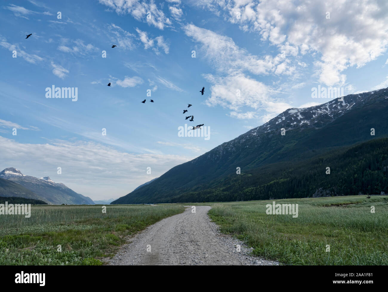 Flock of crows chasing off an eagle in evening near Dyea in Southeast Alaska in summer. Stock Photo
