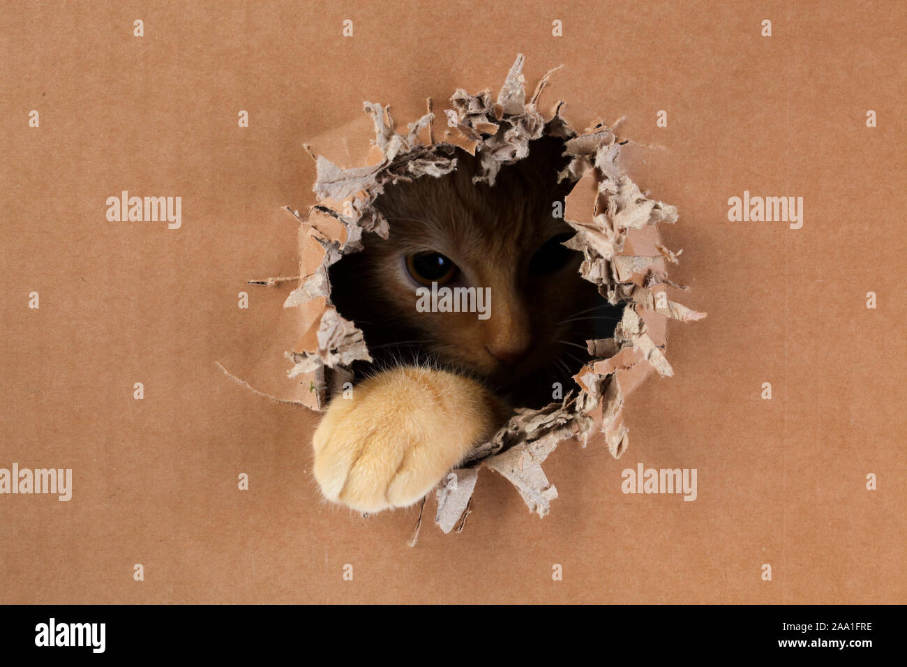 Adorable kitten clawing and biting at hole in cardboard box. Ginger