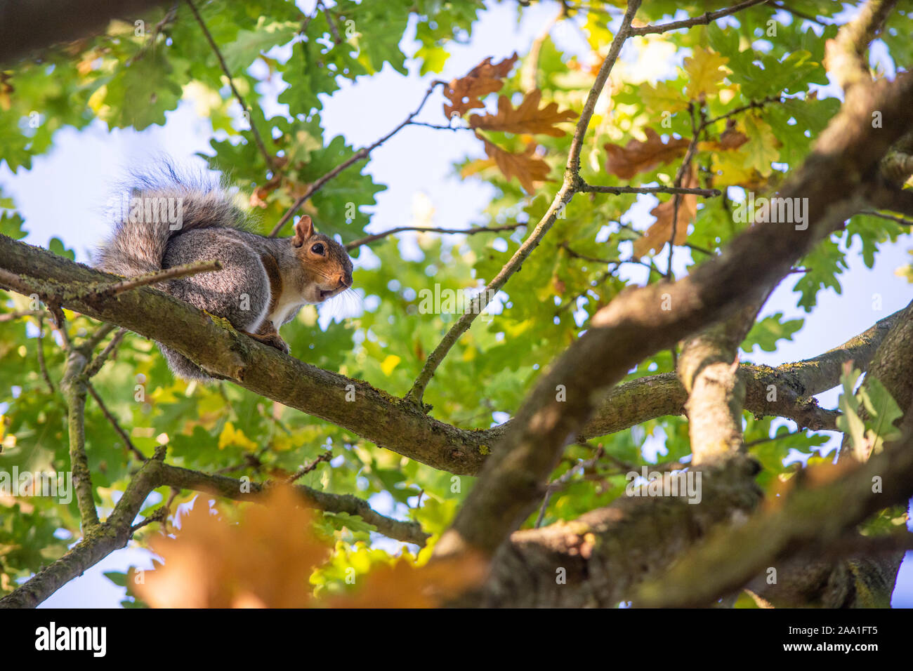 Squirrel oak tree hi-res stock photography and images - Alamy