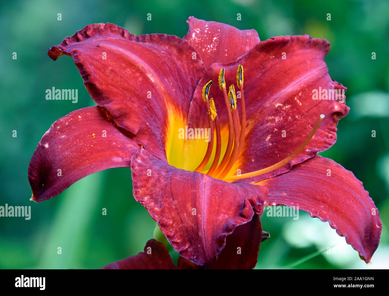 Red and Yellow Asiatic Lily in summertime in New Mexico at the