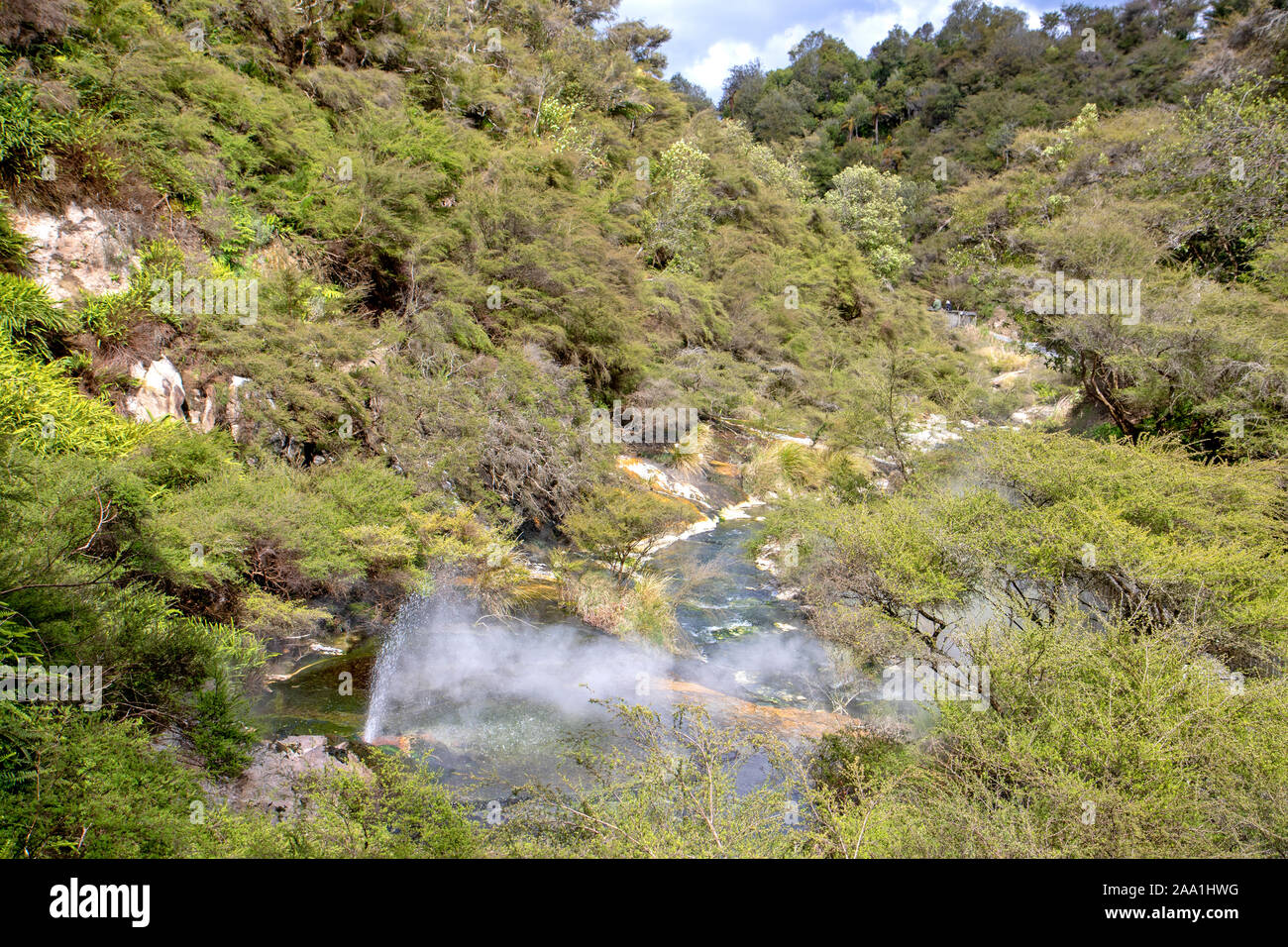 Geyser at Waimangu Volcanic Valley Stock Photo - Alamy
