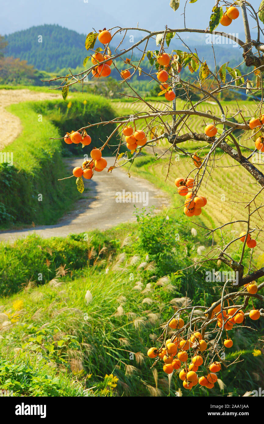 Persimmons tree and country road Stock Photo Alamy