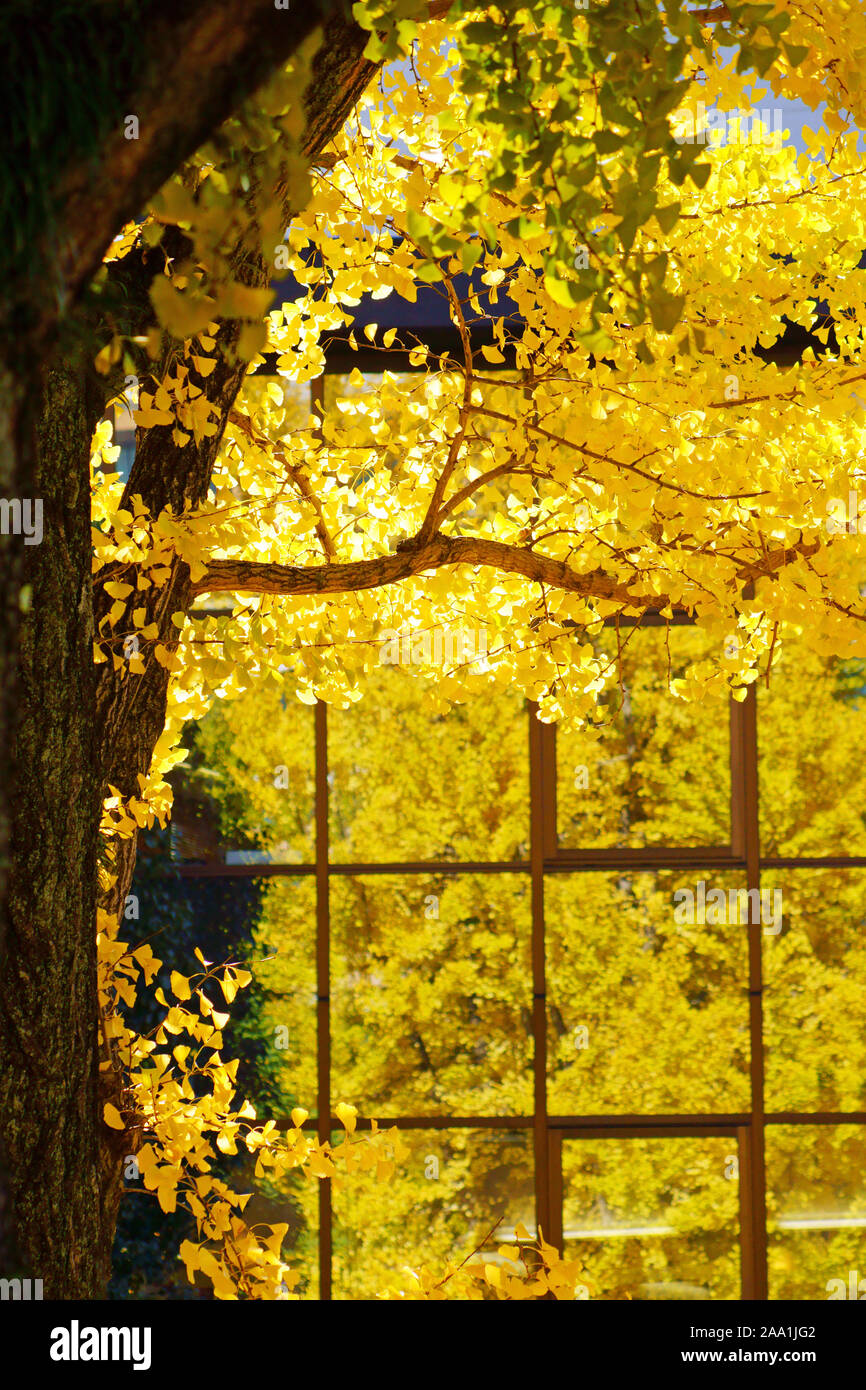 Yellow ginkgo leaves reflected in glass window of building Stock Photo