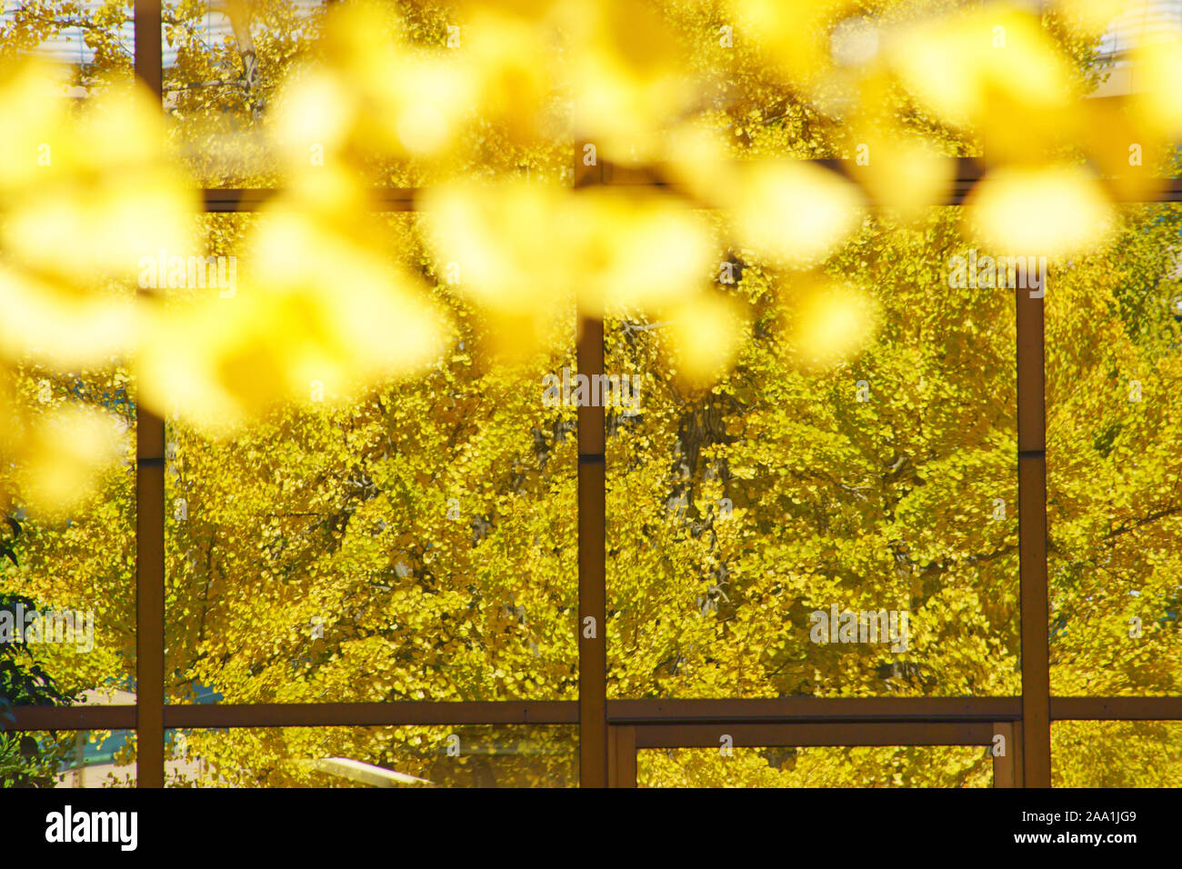 Yellow ginkgo leaves reflected in glass window of building Stock Photo