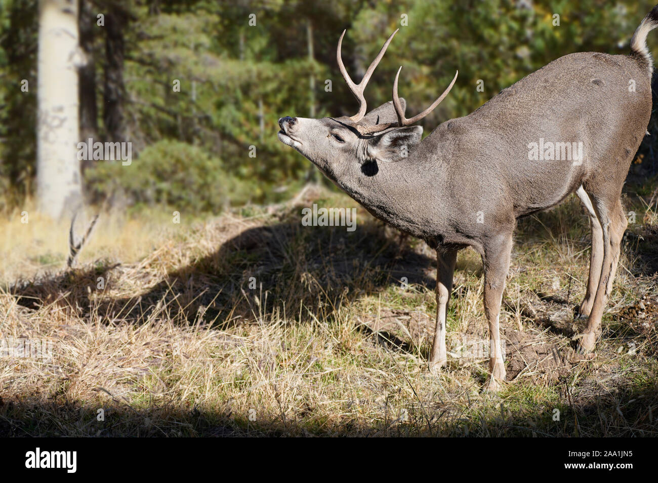 A young buck sniffs the air for nearby females. It's the beginning of mating season and the rut. Stock Photo