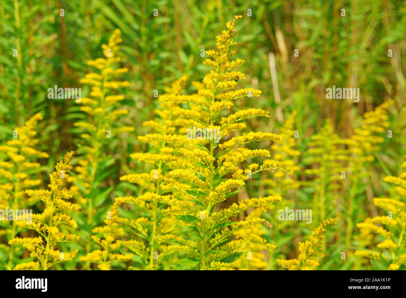 Tall goldenrod Stock Photo