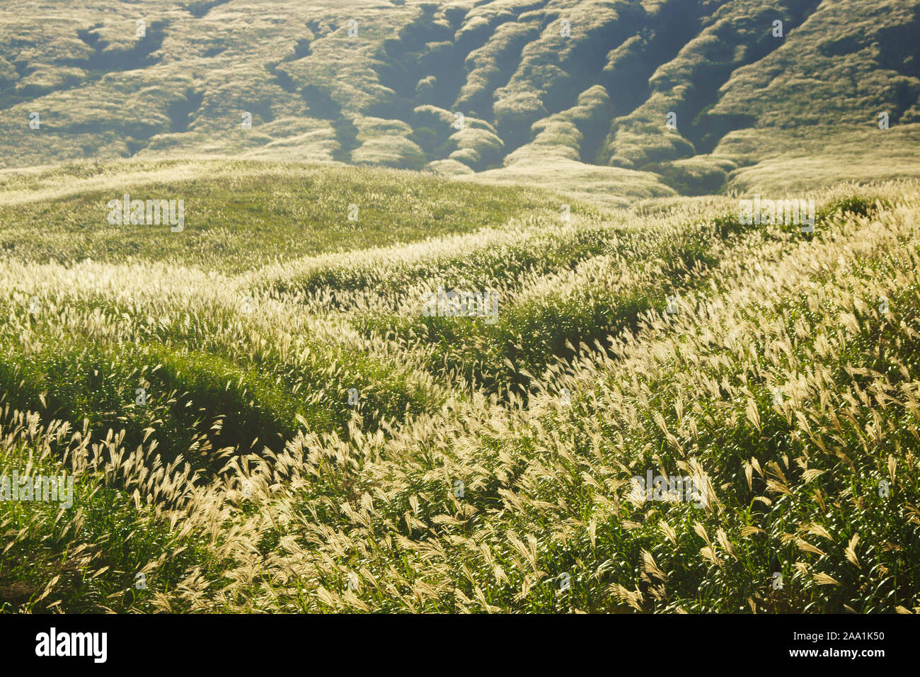 Japanese Silver Grass Field Aso Kumamoto Prefecture Japan Stock Photo Alamy